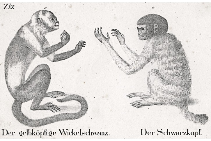 Opice.  litografie, (1840)