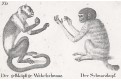 Opice.  litografie, (1840)