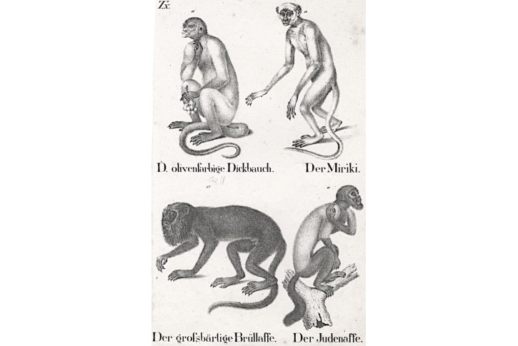 Opice II..  litografie, (1840)