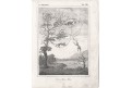 Opice Kisi Kisi, litografie, (1840)