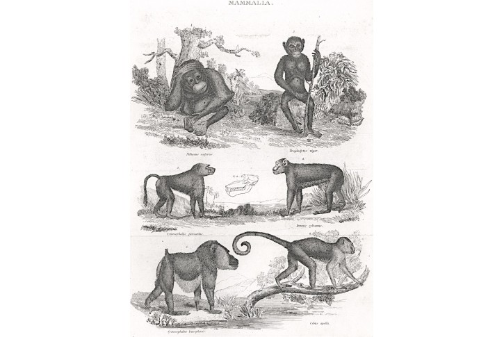 Opice, Meyer, oceloryt, (1840)