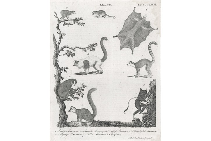 Lemur, Bell,  mědiryt, 1797