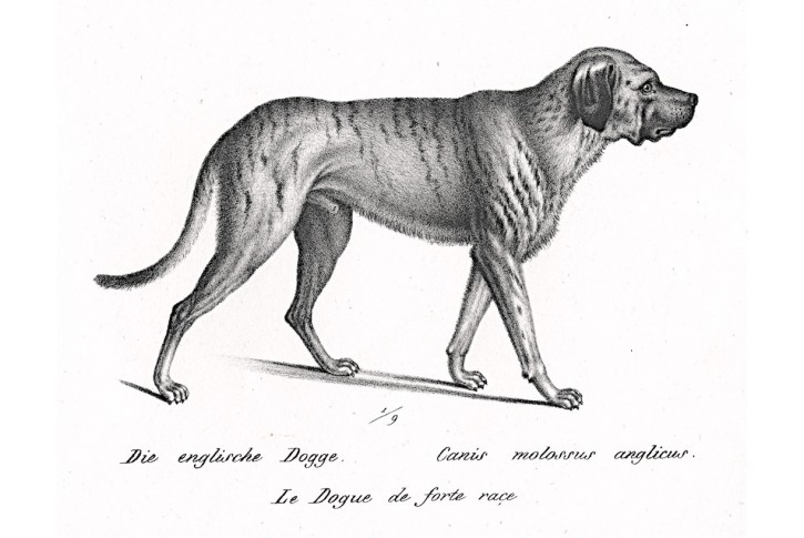Anglická goga ,litografie, 1836