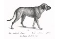 Anglická  doga ,litografie, 1836