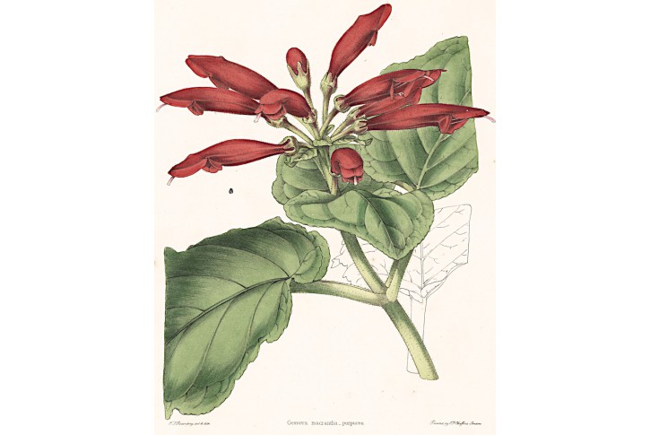 Gesnera macrantha, kolor. litografie, (1840)