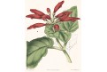 Gesnera macrantha, kolor. litografie, (1840)