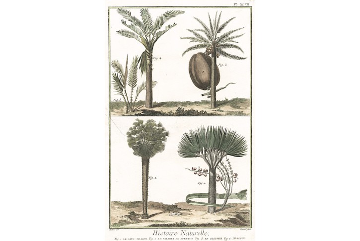 Kokos Palma, Diderot, kolor. mědiryt , 1790