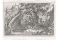 Munin Sima Australie, Rienzi, oceloryt,1836