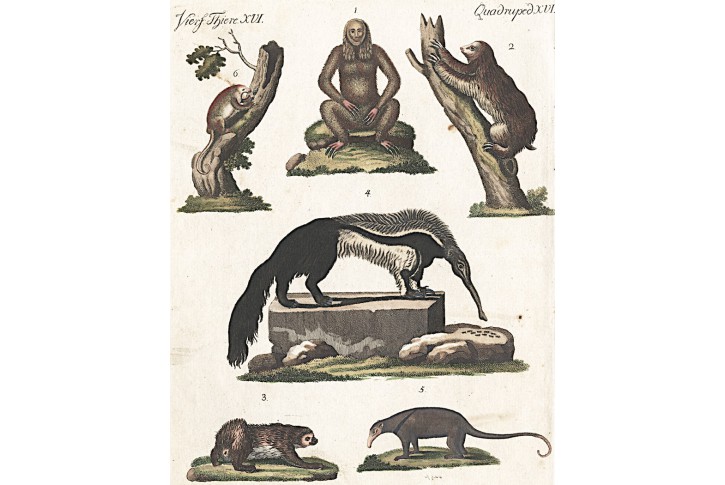Čtyřnožci opice, Bertuch, kolor. mědiryt , (1800)