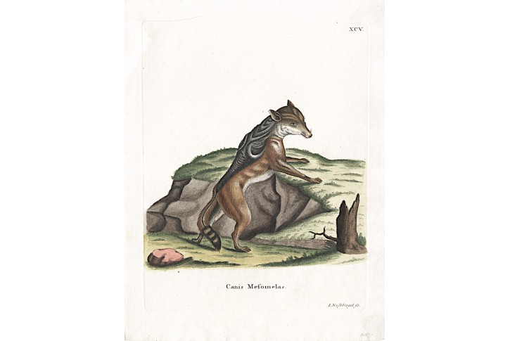 Šakal čabrakový, Schreber, kolor. mědiryt, 1775