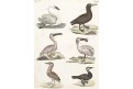 Vodní ptáci, Bertuch, kolor. mědiryt , (1800)