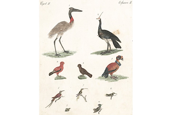 Kolibříci, kolor. mědiryt , (1800)