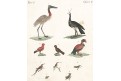 Kolibříci, kolor. mědiryt , (1800)
