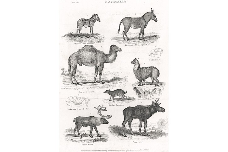 Velbloud Mula, Meyer, oceloryt, (1840)