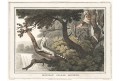 Ještěrka lov, Orme, akvatinta, 1813
