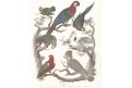 Papoušci, kolor mědiryt, 1834