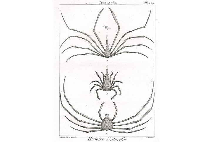 Krunýřovci, Diderot, mědiryt, 1790