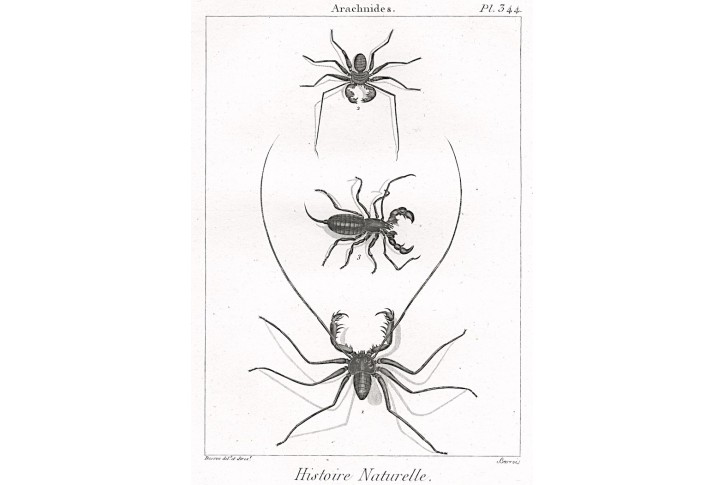 Pavoukovci, Diderot, mědiryt, 1790