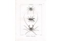 Pavoukovci, Diderot, mědiryt, 1790