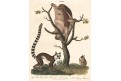 Lemur, Jones, kolor. mědiryt, 1813