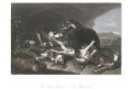 Medvěd lov, kolor. oceloryt, (1830)