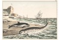 Tuleň delfín, kolor. litografie, 1842