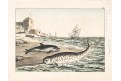 Tuleň delfín, kolor. litografie, 1842