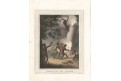 Vačice lov, Orme, akvatinta, 1813