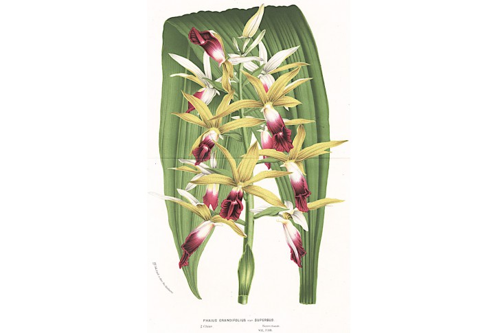 Phaius grandiflorus, Houtte, chromolitogr., 1860