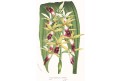 Phaius grandiflorus, Houtte, chromolitogr. , 1845