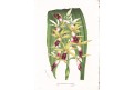 Phaius grandiflorus, Houtte, chromolitogr. , 1845