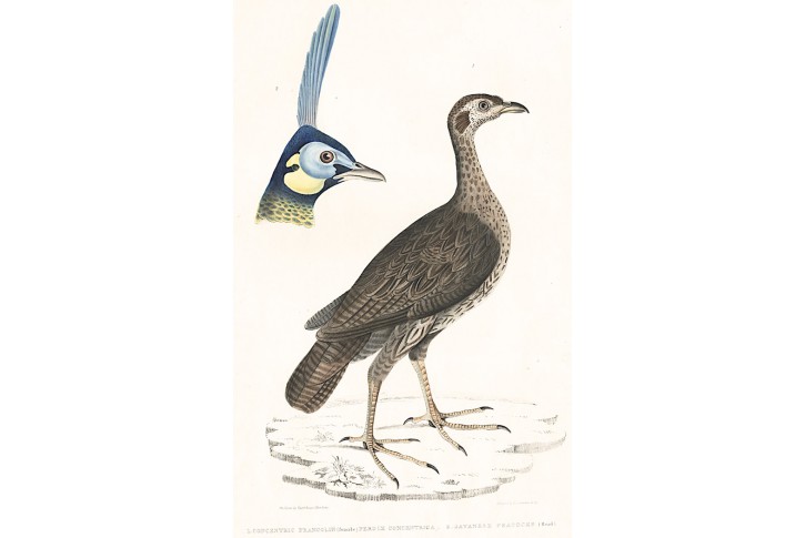 Concentric Francolin, kolor. litografie, 1832