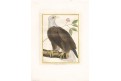 Orel bělohlavý, kolor. mědiryt , 1786