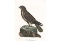 Drongo,  Levaillant, kolor. mědiryt, 1799