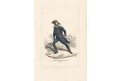 Infanterie, Bellange, kolor. dřevoryt, 1843