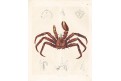 Kamčatský krab, kolor. litografie, 1843