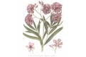 Oleander, Serantoni, kolor mědiryt, (1810)