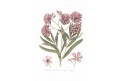 Oleander, Serantoni, kolor mědiryt, (1810)