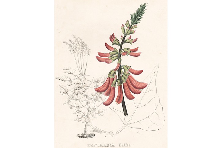 Erythrina caffra, kolor litografie, (1830)