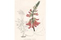 Erythrina caffra, kolor litografie, (1830)