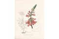 Erythrina caffra, kolor litografie, (1830)