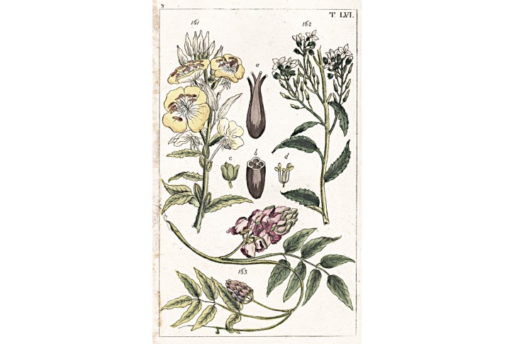Pupalka, Wilhelm, kolor. mědiryt,1811