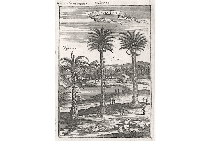 Palmy, Mallet, mědiryt, 1719
