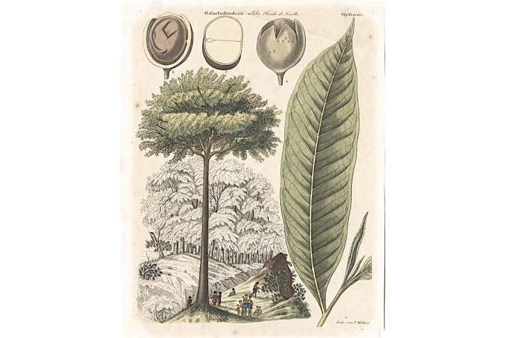 Galactodendron, mědiryt, (1820)
