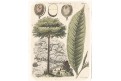 Galactodendron, mědiryt, (1820)