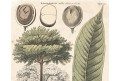 Galactodendron, mědiryt, (1820)