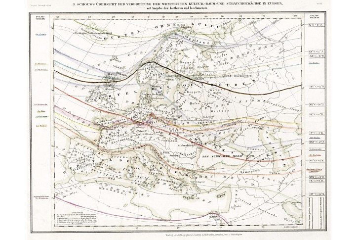 Evropa kulturní rostliny, Meyer, oceloryt, 1849