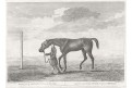Kuň GENERAL, laurie, mědiryt, 1794
