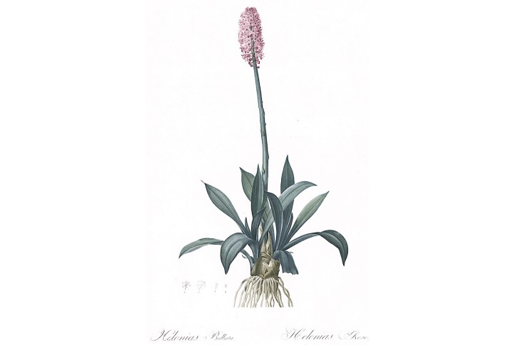 Helonias Bullata, Redouté, kolor akvatinta, 1802