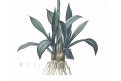 Helonias Bullata, Redouté, kolor akvatinta, 1802